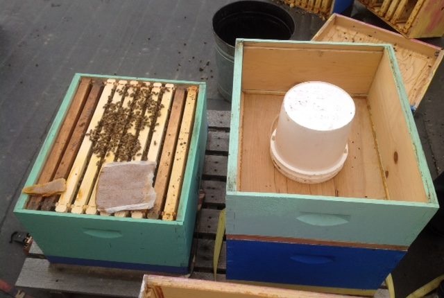 bee hives